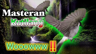 MASTERAN BURUNG KUTILANG FULL ISIAN MEWAHSUARA BURUNG KUTILANG [upl. by Aruol]