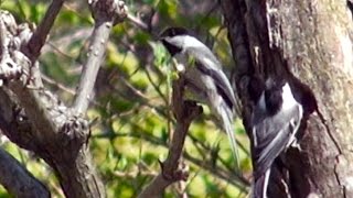 Chickadee Nest [upl. by Downing]