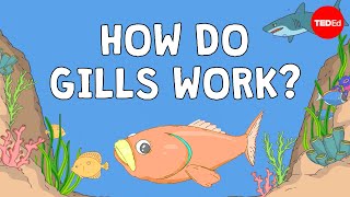 Why fish are better at breathing than you are  Dan Kwartler [upl. by Francklin]