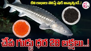 చేప గుడ్డు ధర 28 లక్షలు దీని లాభాలు తెలిస్తే షాక్ అవ్వాల్సిందే  Caviar Fish Eggs [upl. by Nett]