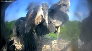 Heron Cam 2012 Highlights [upl. by Anahsahs]