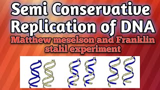 DNA Replication is Semi Conservative Messelson and Stahl experiment [upl. by Elay]