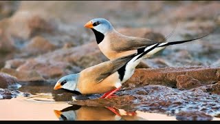 Long tailed finch தமிழ்பின்ச்ஸ் FinchesExotic FinchesShaft tail  Long tail breeding tamilBirds [upl. by Pryce992]