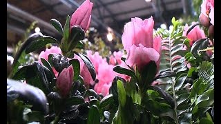 Sehenswert  Gartenmesse quotGartenträumequot am Gleisdreieck [upl. by Eux]