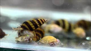 The Assassin snail Clea helenaSpecies Spotlight [upl. by Anhej486]