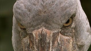 Balaeniceps rex 動かない鳥ハシビロコウが動いた 上野動物園 [upl. by Reo]