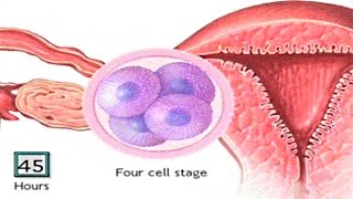 How The Embryo Develops After Fertilisation  Human Development Animation  Zygote Cell Division Vid [upl. by Notserc794]