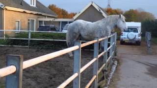 Percheron Hengst Amour [upl. by Akamahs836]