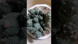 Maihueniopsis subterranea Opuntia 부채 仙人掌属 опуция [upl. by Stoneham835]