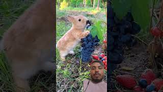 rabbitcute rabbit eating grapes 🍇🍇🍇shortsviral [upl. by Solitta]