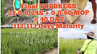 Final TOPDRESSING  PI Panicle Initiation 210024S  0060 MOP SL20H SL8H amp LP2096 [upl. by Rollin]