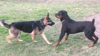 A Strong German Shepherd Tests Strong Rottweiler [upl. by Bostow358]