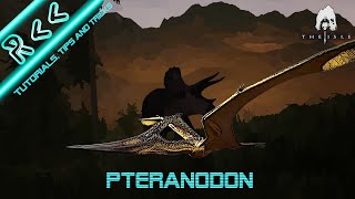 PTERANODON Ultimate Guide  The Isle Evrima [upl. by Leahplar]