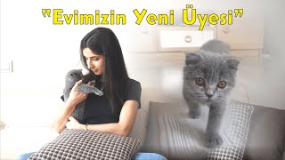 Evimizin Yeni Üyesi  LYRA Kedimiz  Scottish Fold [upl. by Ateikan206]