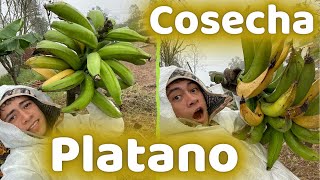 CUANDO Y COMO COSECHAR PLATANO  25 KILOS DE PLATANO ORGANICO  HUERTO CITADINO [upl. by Sinegra]