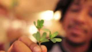 Foraging and Preparing Purslane [upl. by Leunammi]