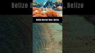 Discover the Belize Barrier Reef A Stunning Underwater World at Risk [upl. by Noemys]