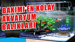 EN KOLAY AKVARYUM BALIKLARI  Bakımı Kolay Akvaryum Balıkları  Akvaryum Başlangıç Balıkları [upl. by Auliffe205]