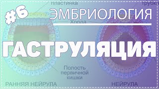 ГАСТРУЛЯЦИЯ  ЭМБРИОЛОГИЯ  Гистология Эмбриология Гистология [upl. by Sitoel]