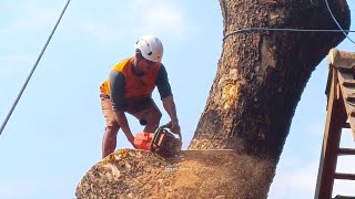 Fails‼️cut The biggest Rain Tree full of risks [upl. by Lewison]