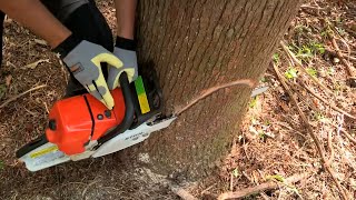 How to Fell a Tree with a Chainsaw [upl. by Amora535]