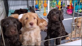 Australian Labradoodle Puppies [upl. by Birgit854]