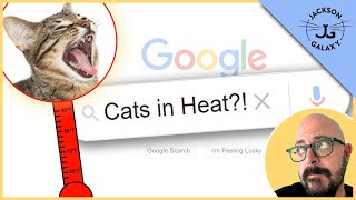 Cats in Heat The Female Cat Heat Cycle [upl. by Nosloc912]