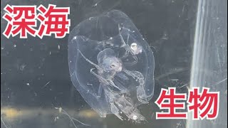 【海の魚とりガサガサ】プランクトンが集まってたので掬ってみたら深海生物が！オオタルマワシ面白すぎた！Phronima sedentaria [upl. by Mosa]