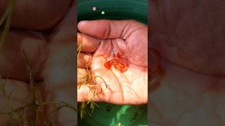 Fancy Guppy Breeding Success aquariumfish fancyguppy fish youtubeshorts shorts short guppy [upl. by Maletta671]