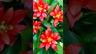 My Bromeliad flowers Guzmania plant flower 🥰🌸 [upl. by Lillywhite]