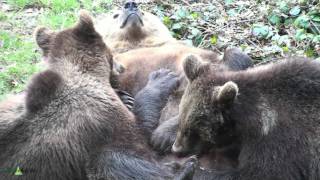 Nationalpark Bayer Wald BärenMilch ist doch die beste [upl. by Feeney251]