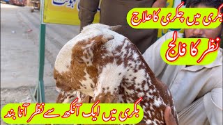 Listeriosis in Goat  Dr Mohsin [upl. by Lewan]