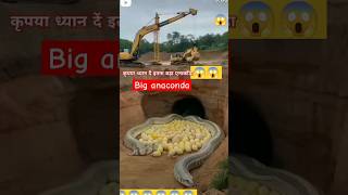 रास्ता तो मिल गया है 😱 big anacondatrending 🔥🔥🔥🔥 music hindisong animals viralvideo youtube 👍 [upl. by Ayidan]