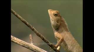 Calotes versicolor or Garden Lizard [upl. by Ardnasela]