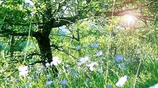 Merveilleuse musique angélique et nature paradisiaque  fleurs forêt arbres anges F Amathy [upl. by Barboza362]