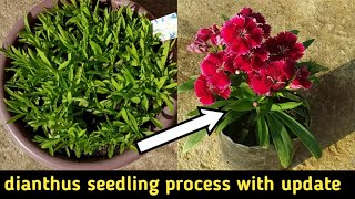 How to grow dianthus from seeds  dianthus seedling process with update  dianthussweet william [upl. by Acinot]