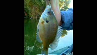 How to catch amp release a Bluegill [upl. by Alad]