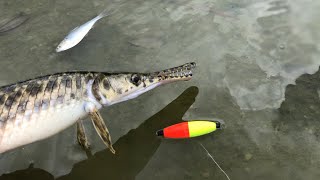 How To Catch Gar [upl. by Noivert]