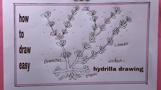 how to draw hydrilla plant hydrilla drawing easy [upl. by Yobybab249]