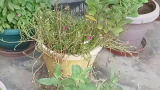 abundance of Basils  Tulsi plants [upl. by Alyce]