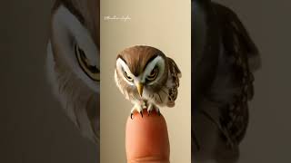 Day 13  Miniature tiny owl 🦉  shorts short youtubeshorts youtube owl animals [upl. by Annoid]