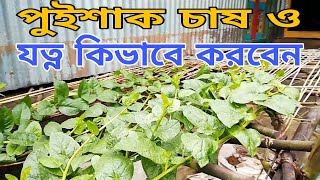 মাচায় পুইশাক চাষ  পুইশাকের যত্ন কিভাবে করতে হয়  Masai poishak [upl. by Vivie171]