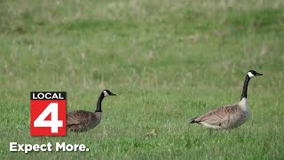 Why Michigan is now KILLING Canadian geese [upl. by Everett]