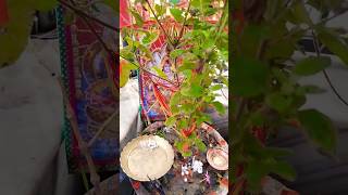 Jai tulsi maiya Tulsivivahyoutubeshorts tulsi ekadashi😍🥰❤️🙏🙏 [upl. by Alokin19]