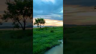 Minneriya National park srilanka minneriya minneriyanationalpark nature safari elephant chill [upl. by Haliek]