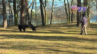 Bouvier des Flandres Informationen zur Rasse [upl. by Bez]