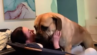 Big Boerboel Molly Tricking Mumma into a Play Fight BEST MEMORIES [upl. by Fogarty]