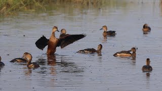 Paddy Field Full of Whistling Ducks  Lesser Whistling Ducks ചൂളൻ എരണ്ട  4K [upl. by Sothena462]