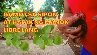 Gamot sa Sipon at Halak ng manok  Simpleng Backyard Buhay Probinsya [upl. by Anaibaf]