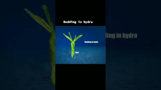 Budding in hydra [upl. by Gere]